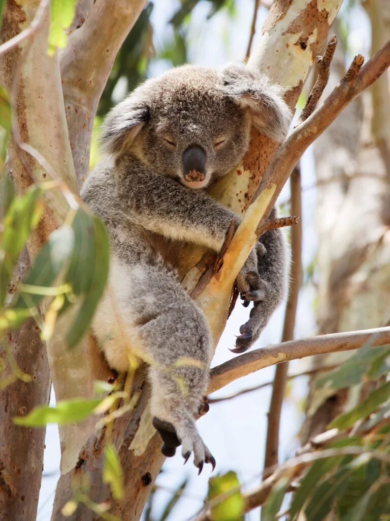 Koala in a eucalyptus tree