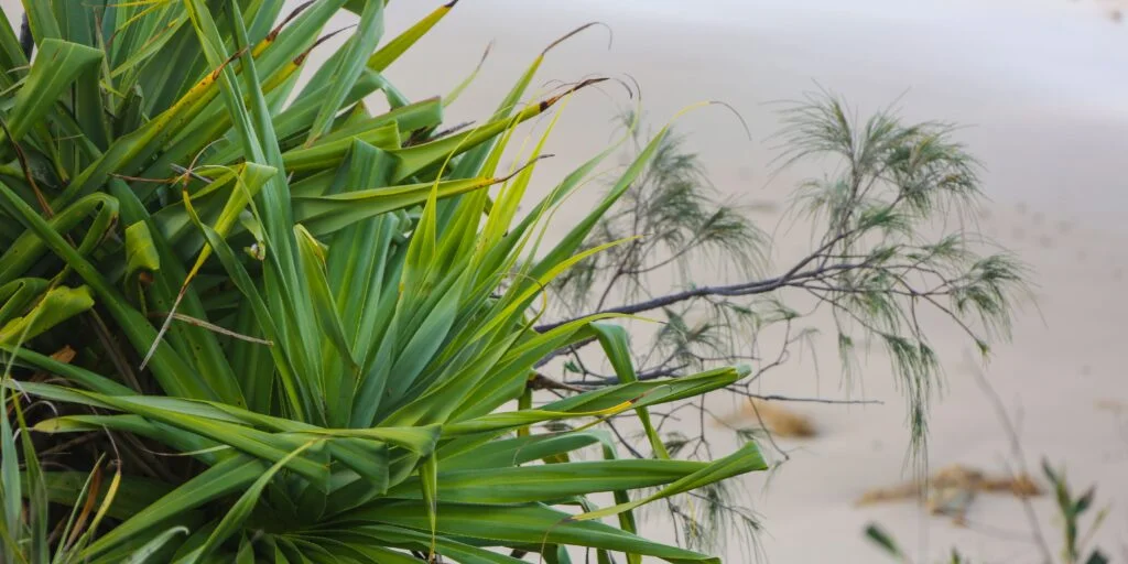 Coastal plants